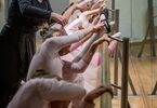 Kobieta stoi za dziewczynkami w różowych strojach w pozie baletowej przy drążku