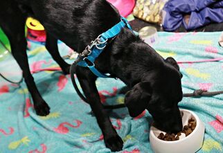 Czarny pies labrador zjada karmę z miski